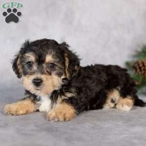 Flora, Yorkie-Chon Puppy